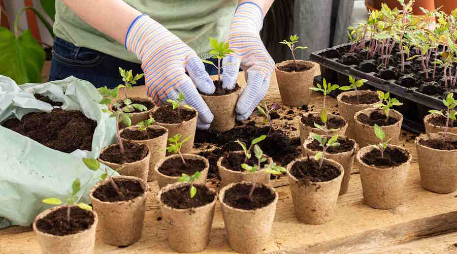 Plantarea răsadurilor
